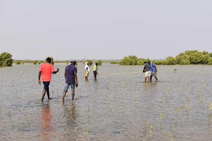 Image of people walking through deforested and damaged mangrove area