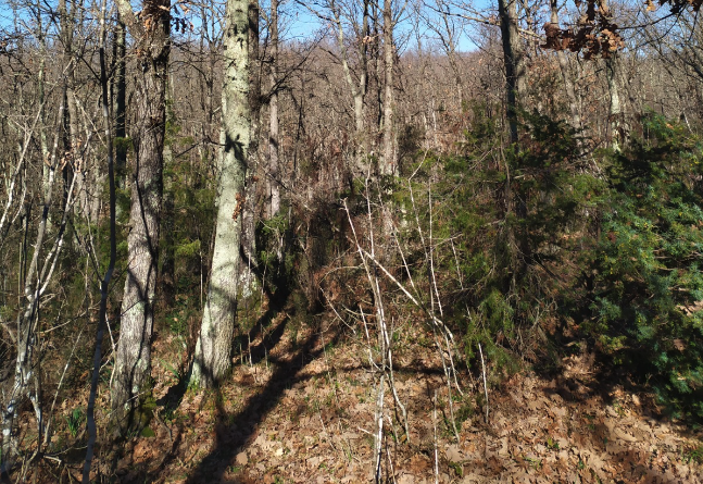 oak tree dying