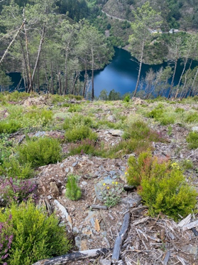 New plant life after restoration efforts