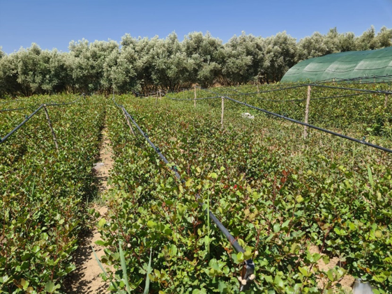 Green vegetation growing at nursery