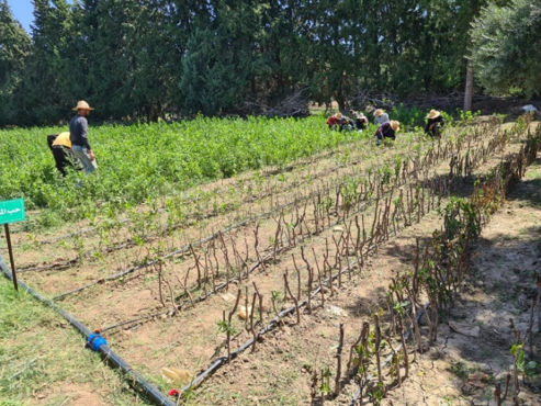 bare vegetation at a nursery with workers working