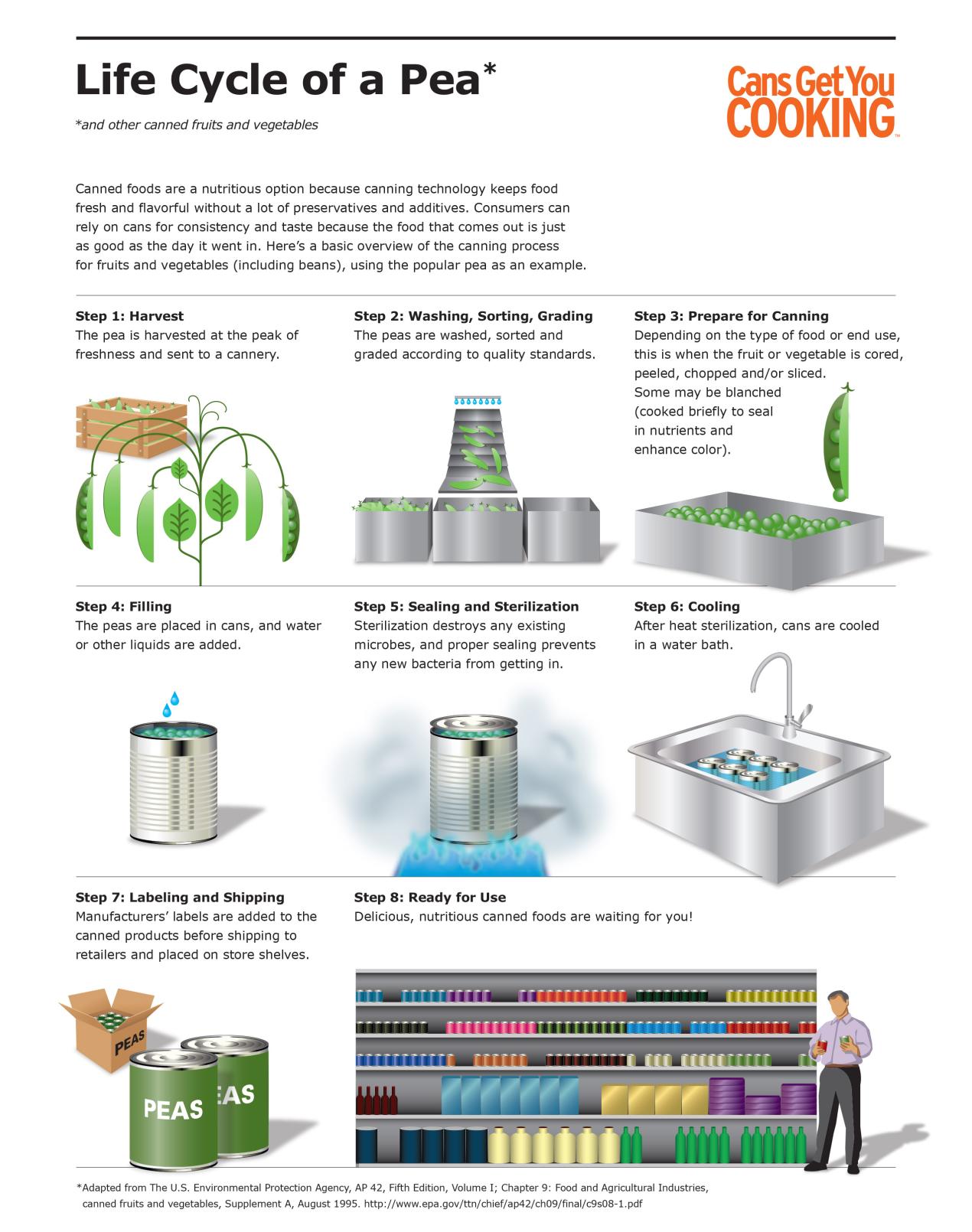 Lifecycle of a Pea Infographic